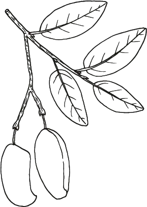 Griffonia simplicifolia (66 mg de 5-HTP)